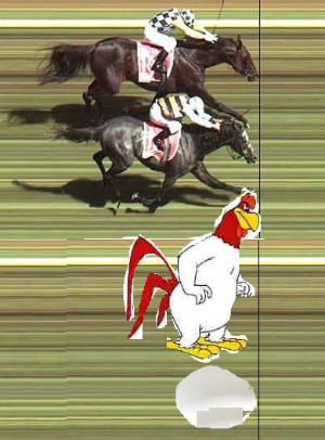 Chicken and Egg Photo Finish
